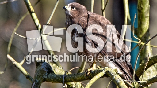 Mäusebussard (13).jpg